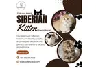 Buy Siberian Kittens in Bangalore | Siberian Kitten in Bangalore