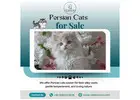 Persian Cats for Sale in Bangalore | Best Persian Cat in Bangalore