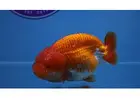 Online Goldfish Store