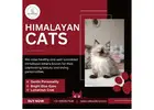 Himalayan Cats in Bangalore | Himalayan Cats for Sale in Bangalore