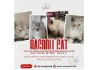 Ragdoll Cat in Bangalore | Ragdoll Cat Sale in Bangalore