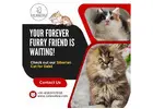 Siberian Cat for Sale in Bangalore | Buy Siberian Cat in Bangalore