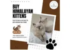 Buy Himalayan Kittens in Bangalore | Himalayan Kittens for Sale in Bangalore