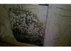Mold Inspection and Removal Charleston SC