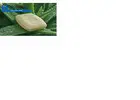 Aloe Vera Soap Suppliers in India