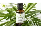 Citronella Essential Oil Online Sale