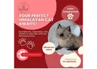 Himalayan Cat in Bangalore