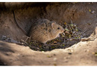 Rodent Control Central Coast