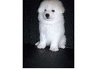 An Affectionate Arctic Breed for Modern Homes