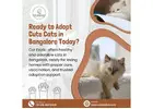 Cats in Bangalore | Cats for Sale in Bangalore