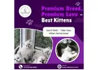 Kittens in Bangalore | Buy Kittens in Bangalore