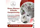 Persian Cat in Bangalore | Persian Kittens in Bangalore