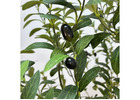 Artificial Olive Tree That Works in Almost Any Room