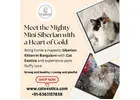 Siberian Kitten in Bangalore | Kittens in Bangalore
