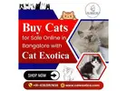 Buy Cats for Sale Online in Bangalore | Cat in Bangalore