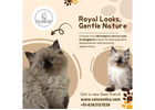 Himalayan Cats for Sale in Bangalore | Himalayan Cat in Bangalore