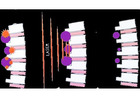 Best Multi Wavelength Laser for Physiotherapy Pain Relief Care