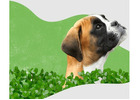 Premier Los Angeles Pet Sitter with Reliable Care