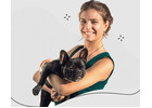 Reliable Top Dog Walker Los Angeles