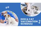 Cat Vaccination Schedule  | CGS Hospital