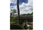 Tree Removal Northwood | North Shore Tree Loppers
