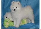 Why Samoyed Dogs Are the Perfect Addition to Your Home