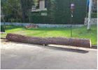 Tree Felling North Shore