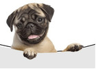 Elite Dog Sitters Los Angeles CA