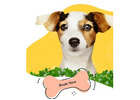 Reliable Pet Sitting West Hollywood
