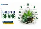 Effects of Bhang: Know the Risks & Get Help in Time Today