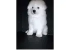 Healthy, Happy Samoyeds Available in Illinois