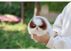 Micro Pomeranian Puppies for sale!