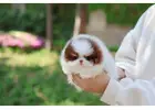 Micro Pomeranian Puppies for sale!