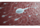 Low Sperm Motility: Why Sperm Don’t Swim Properly and What Can Help