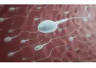 Low Sperm Motility: Why Sperm Don’t Swim Properly and What Can Help