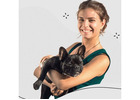 Top Dog Sitters Los Angeles CA: West Coast Paws