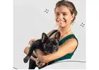 Top Dog Sitters Los Angeles CA: West Coast Paws