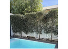 Get the Perfect Faux Olive Tree for Your Decor