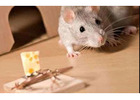 Pest Control Sutherland