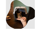 West Coast Paws Tips Beverly Hills Cat Sitter Secrets