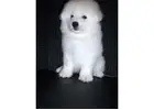 Bring Home a Fluffy Samoyed Friend in Illinois