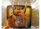 Why Professional Rodent Removal Is Important