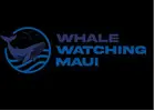 Whale Watching Maui