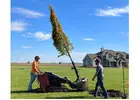 Buy Techny Arborvitae Trees | Planting & Warranty