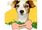 Dog Walker Los Angeles | West Coast Paws