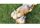 Book a Trusted West Hollywood Pet Sitter Today | westcoastpaws