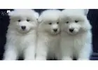 Find Your Perfect Companion with Samoyed Adults