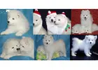 Quality Samoyed Puppies for Sale in Lockport