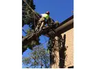 Residential Tree Removal Sydney | Ben's Tree and Garden Services