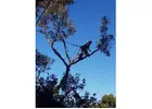 Tree Felling Killara - Sam's Tree Services North Shore